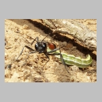 Ammophila sabulosa - Sandwespe 02f 19mm mit Forleulen-Raupe - Panolis flammea.jpg